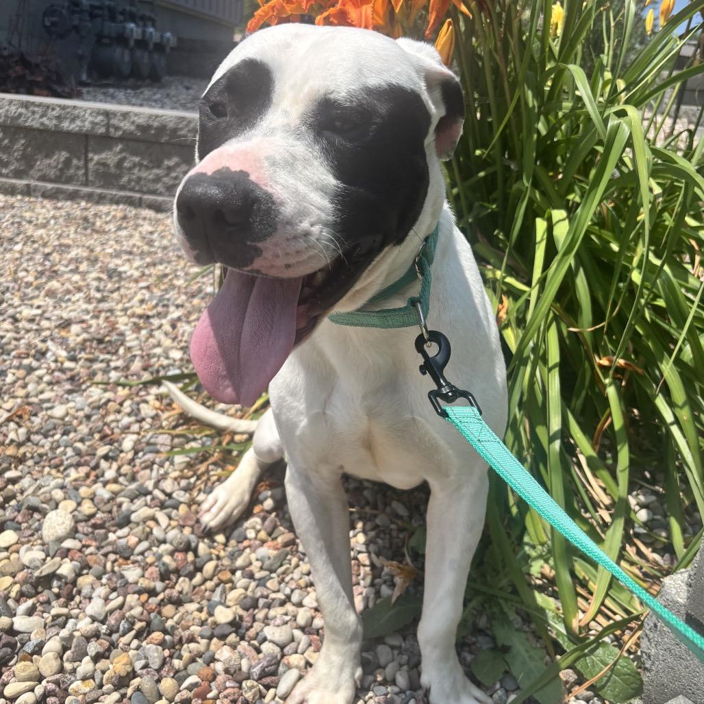 Panda, a Adoptable Pit Bull Terrier in Valparaiso, IN image 2/5