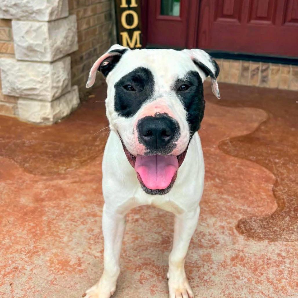 Panda, a Adoptable Pit Bull Terrier in Valparaiso, IN image 4/5