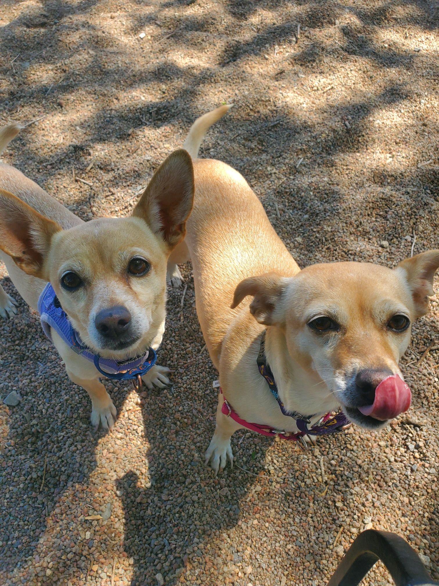 Enlarge Pixie & Trixie, a Adoptable Chihuahua in Pueblo, CO image 1/6