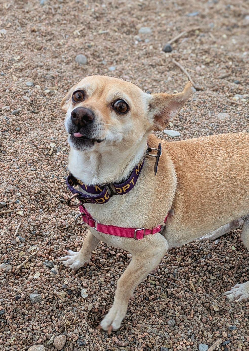 Enlarge Pixie & Trixie, a Adoptable Chihuahua in Pueblo, CO image 3/6
