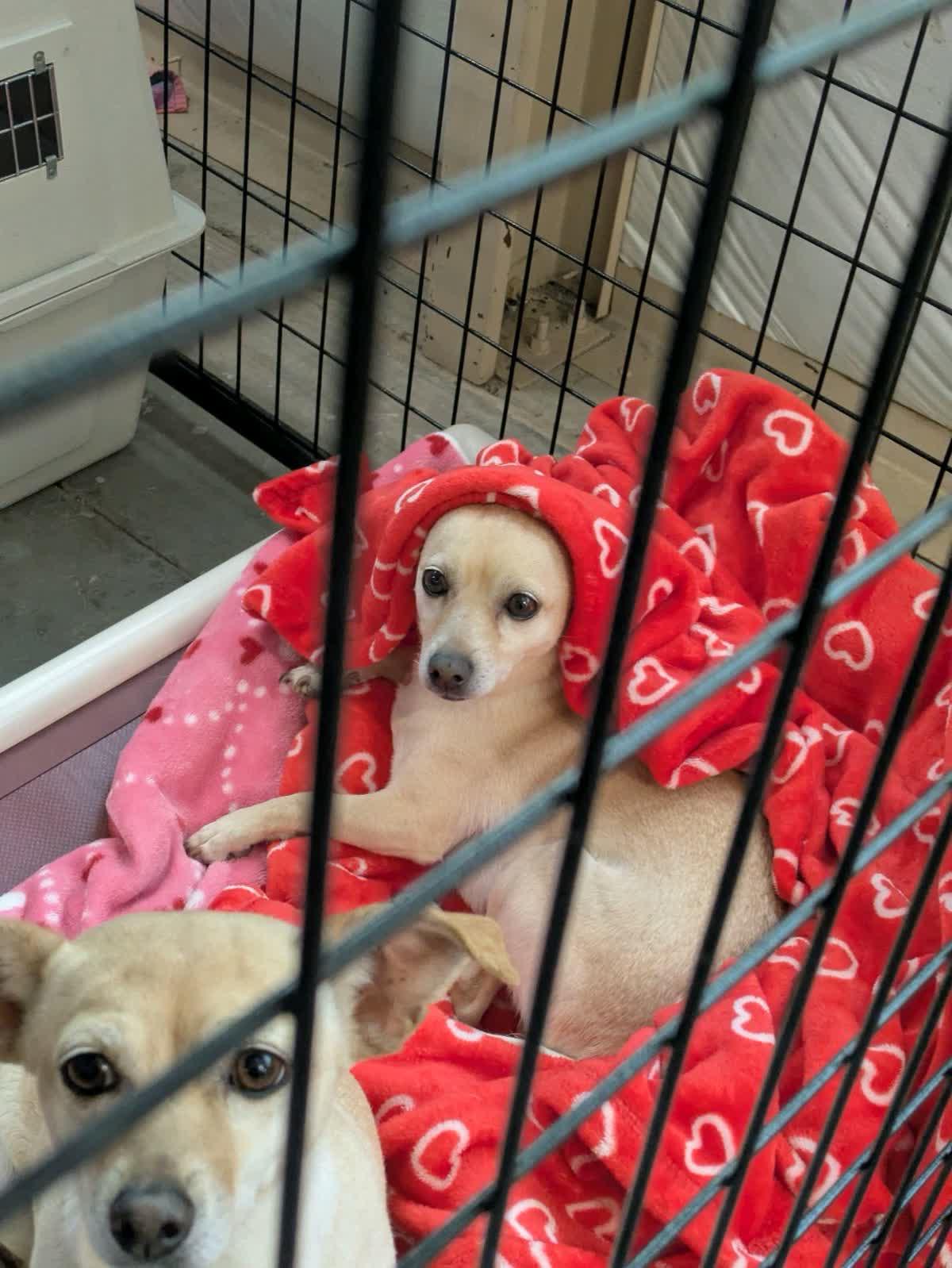 Enlarge Pixie & Trixie, a Adoptable Chihuahua in Pueblo, CO image 4/6