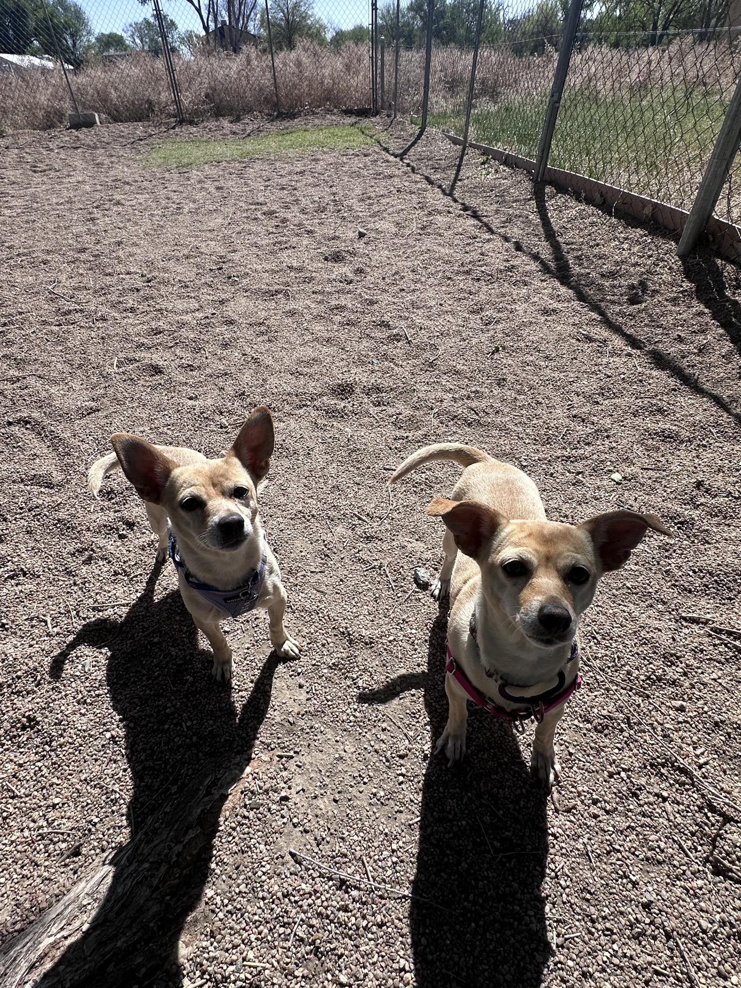 Enlarge Pixie & Trixie, a Adoptable Chihuahua in Pueblo, CO image 2/6