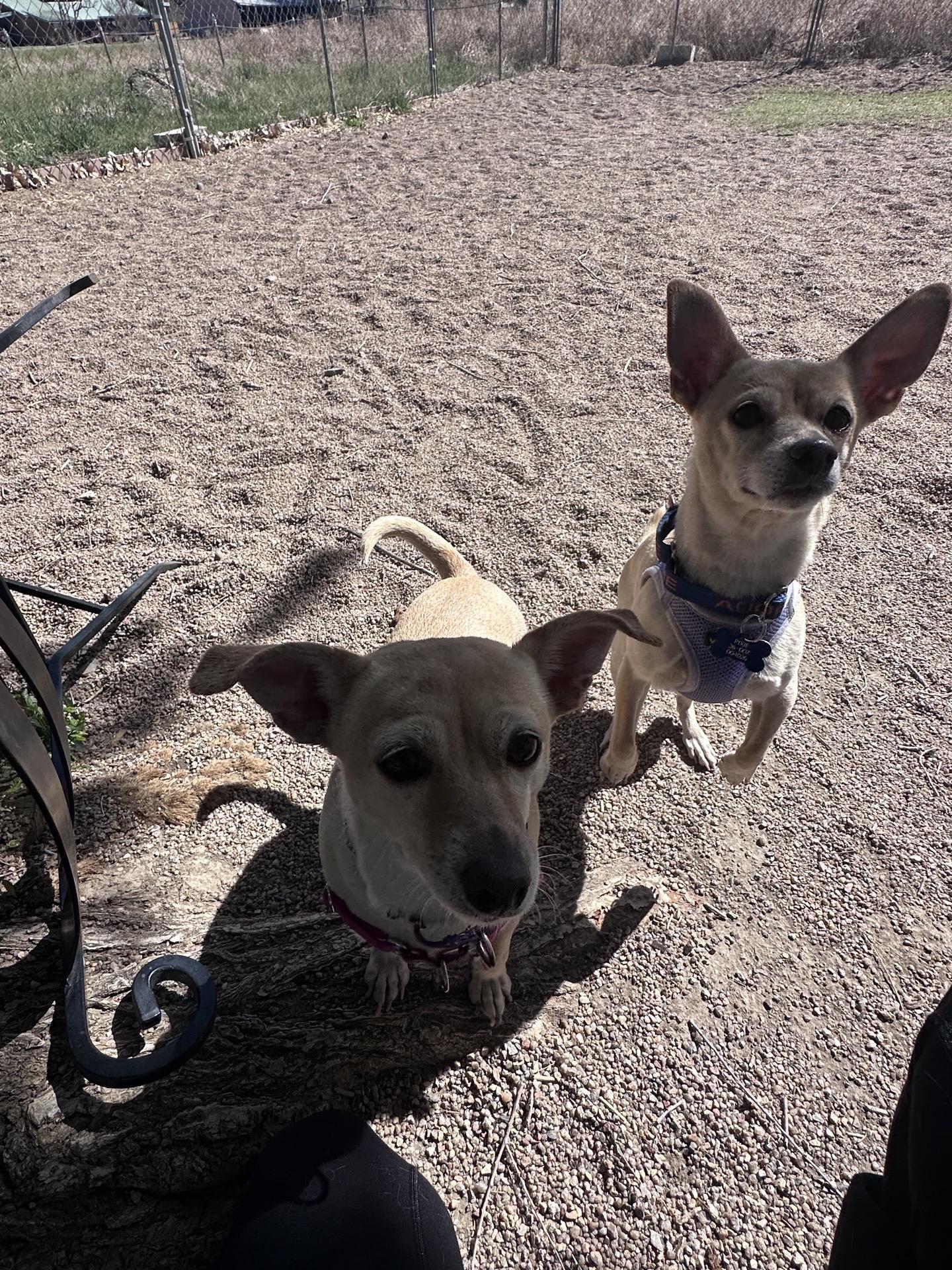 Enlarge Pixie & Trixie, a Adoptable Chihuahua in Pueblo, CO image 5/6