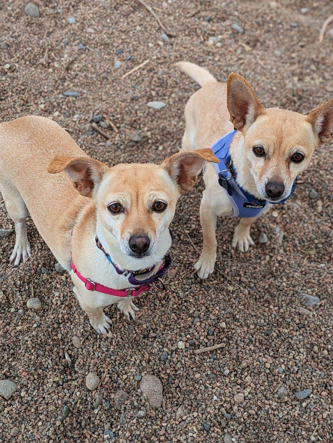 Enlarge Pixie & Trixie, a Adoptable Chihuahua in Pueblo, CO image 6/6