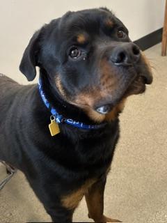 Kane, adopted, Young Male Rottweiler.
