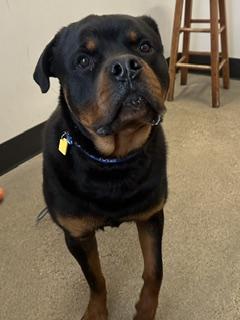 Enlarge Kane, an adopted mixed breed in Cleveland, OH image 2/2