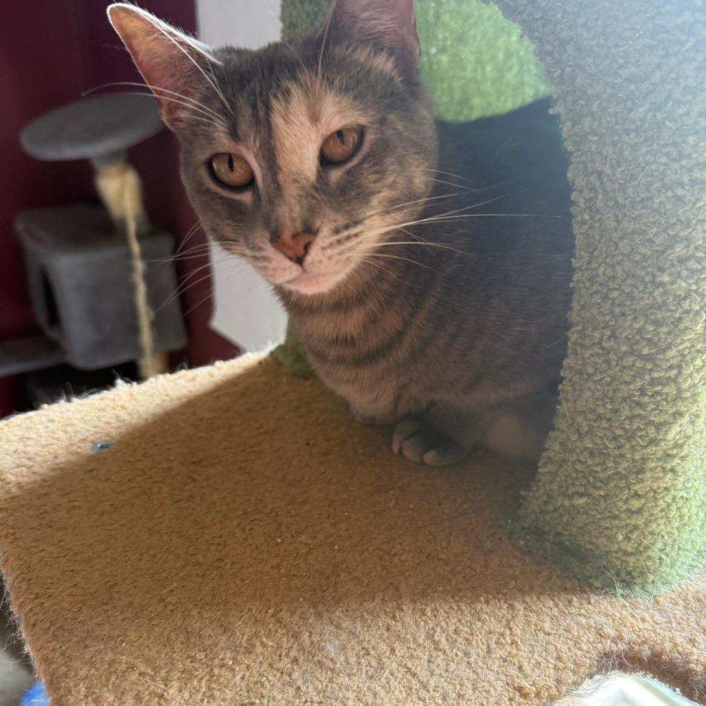 Enlarge Lourdes, a Adoptable Domestic Short Hair in Bel Air, MD image 1/2