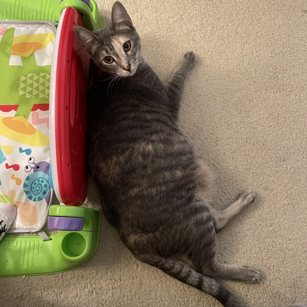 Enlarge Lourdes, a Adoptable Domestic Short Hair in Bel Air, MD image 2/2