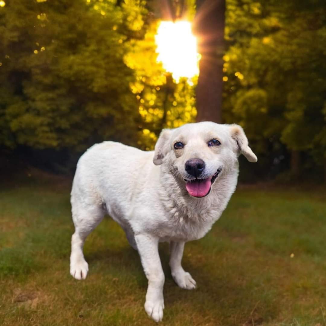 Naomi *So Sweet*, Adoptable, Adult Female Terrier.