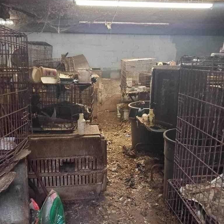 Enlarge Naomi *So Sweet*, a Adoptable mixed breed in Salamanca, NY image 2/3