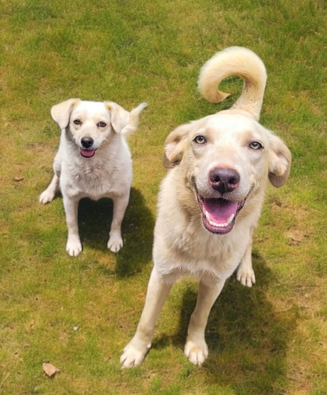 Enlarge Naomi *So Sweet*, a Adoptable mixed breed in Salamanca, NY image 3/3