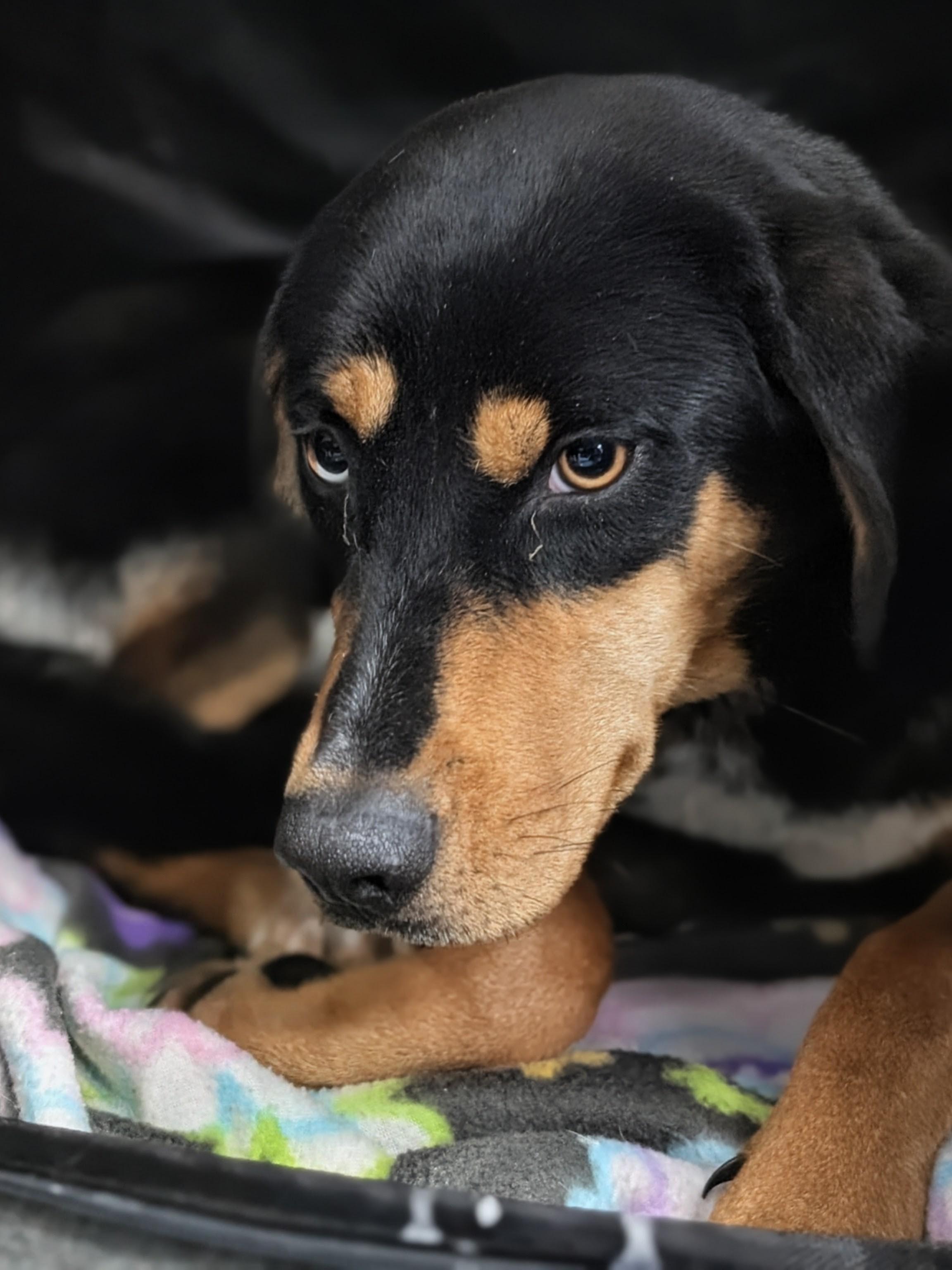Enlarge Twinkle, a ADOPTABLE Hound in Rushville, IN image 1/1