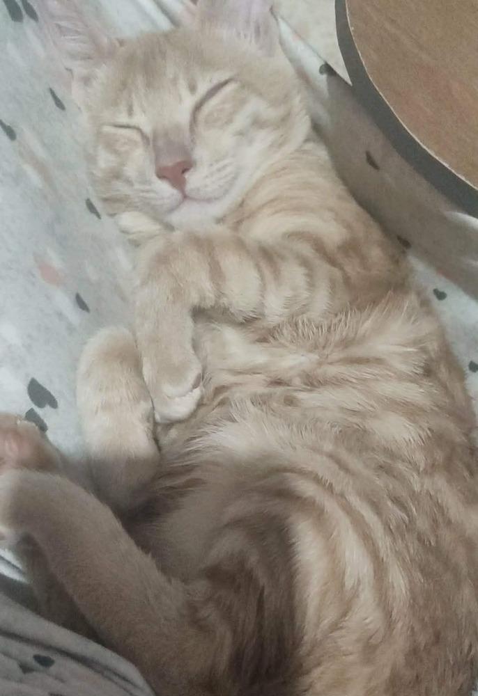 Enlarge Sunny, a Adoptable Egyptian Mau in WOLCOTT, CT image 1/6