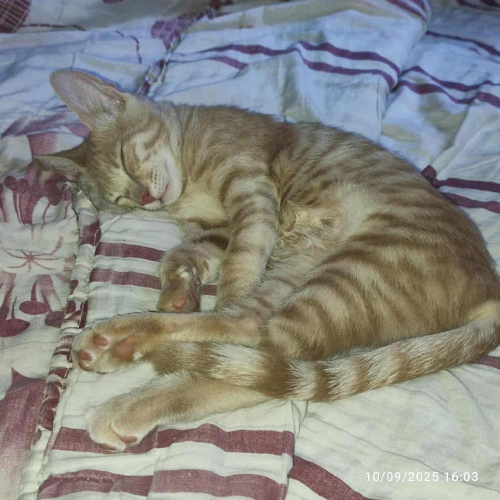 Sunny, Adoptable, Kitten Female Egyptian Mau.