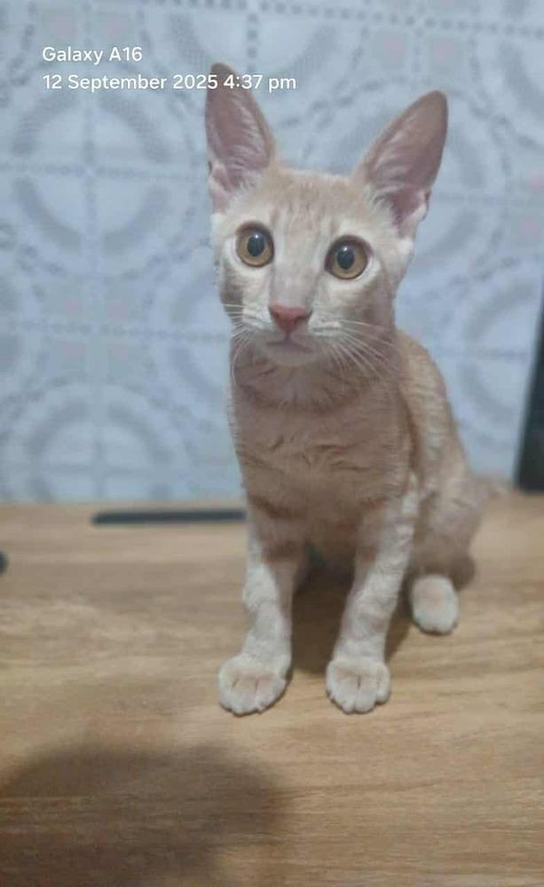 Enlarge Sunny, a Adoptable Egyptian Mau in WOLCOTT, CT image 2/6