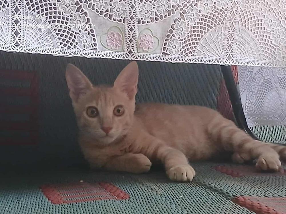 Enlarge Sunny, a Adoptable Egyptian Mau in WOLCOTT, CT image 3/6