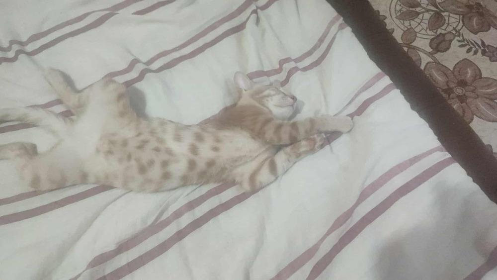 Enlarge Sunny, a Adoptable Egyptian Mau in WOLCOTT, CT image 4/6