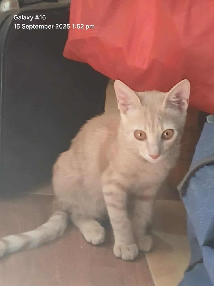 Enlarge Sunny, a Adoptable Egyptian Mau in WOLCOTT, CT image 5/6