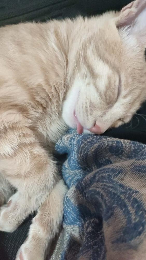 Enlarge Sunny, a Adoptable Egyptian Mau in WOLCOTT, CT image 4/6