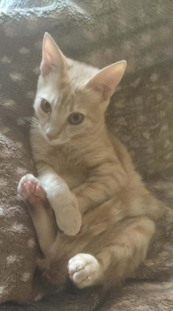 Enlarge Sunny, a Adoptable Egyptian Mau in WOLCOTT, CT image 6/6