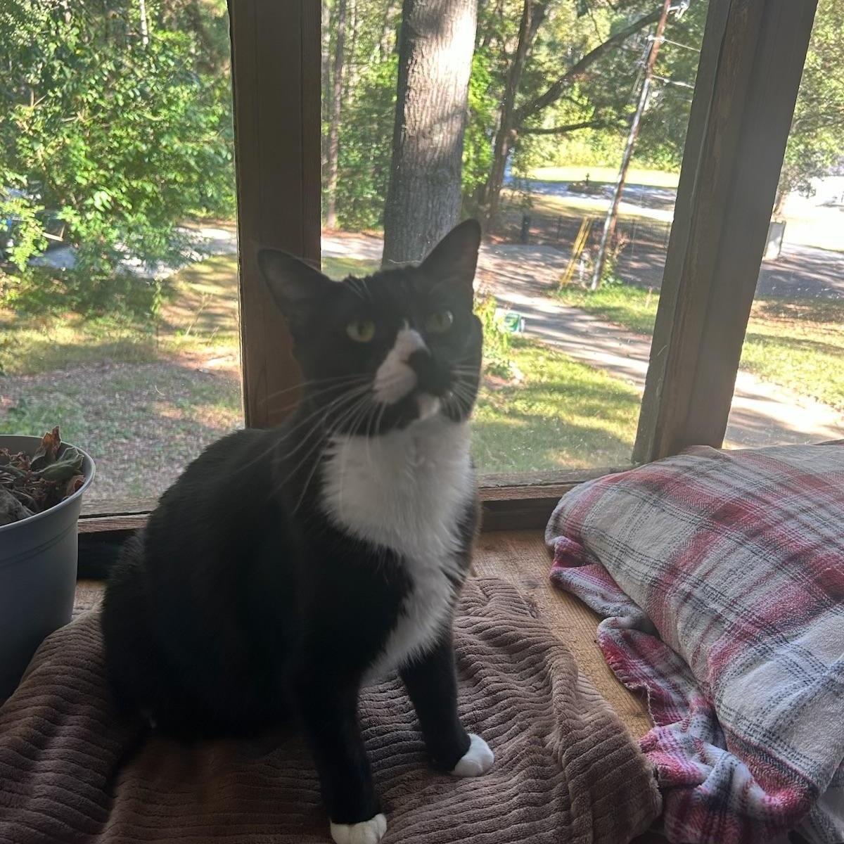 Leonard, a Adoptable Domestic Short Hair in MABLETON, GA image 4/6