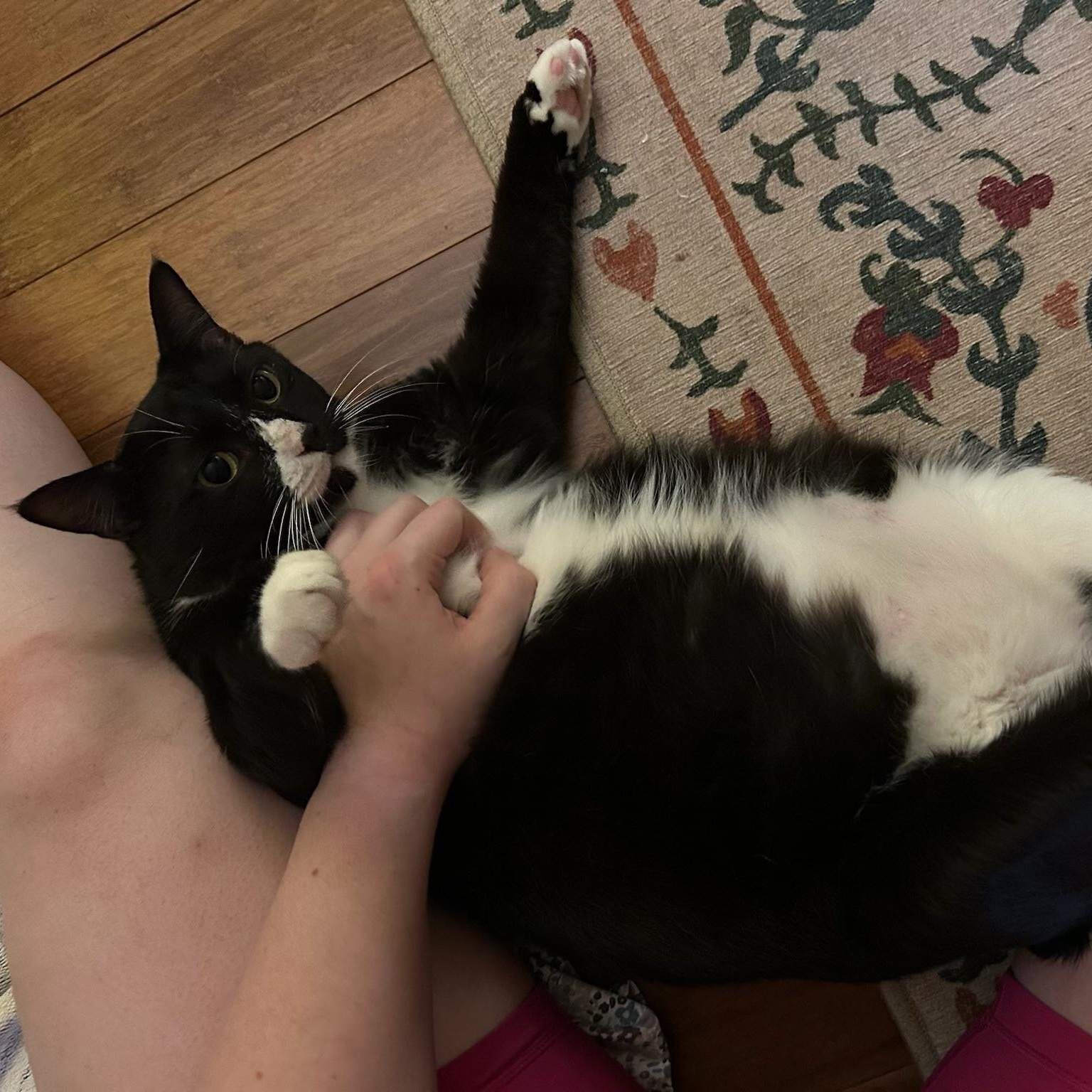 Leonard, a Adoptable Domestic Short Hair in MABLETON, GA image 5/6