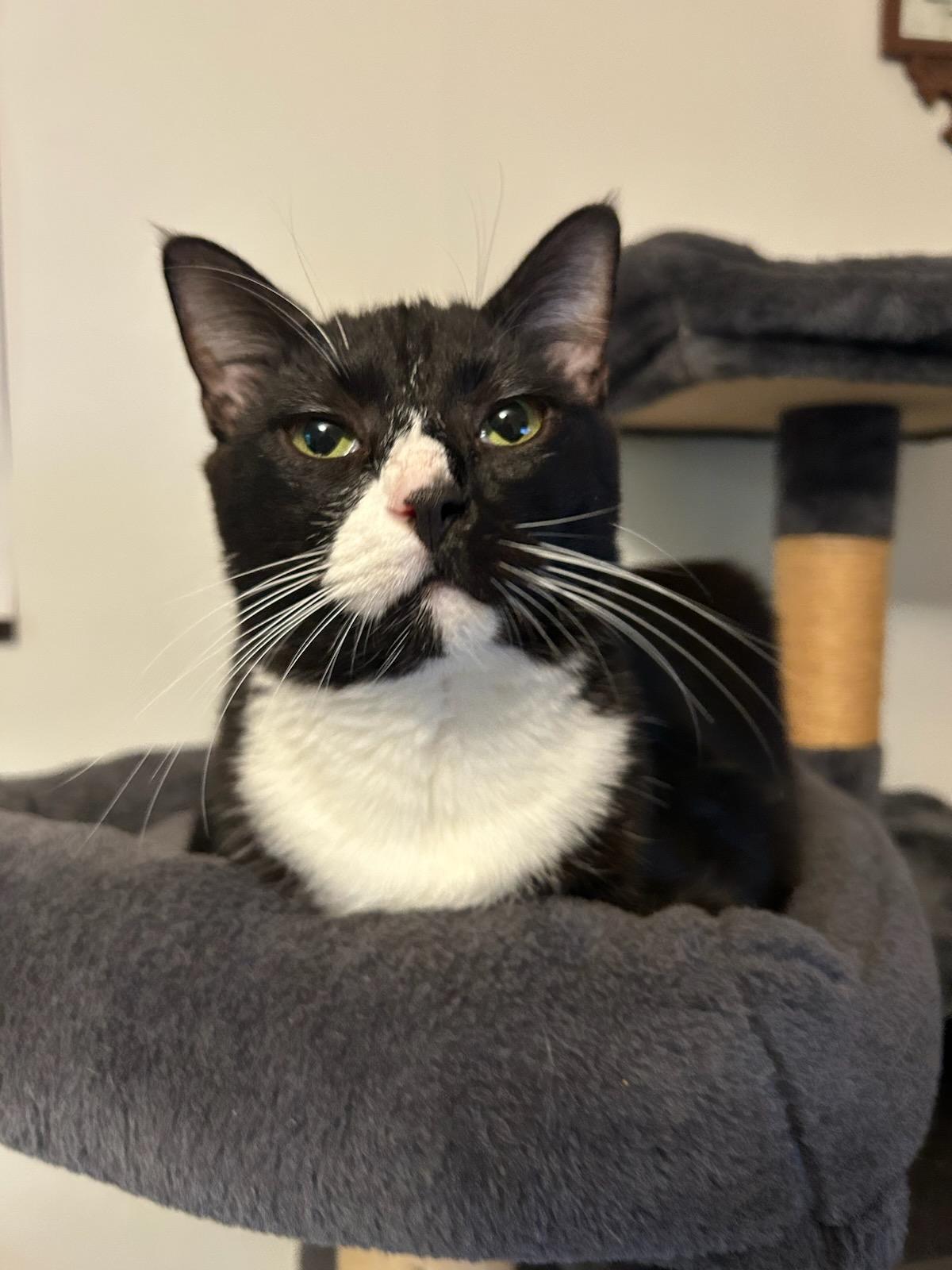 Leonard, a Adoptable Domestic Short Hair in MABLETON, GA image 1/6