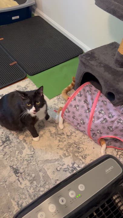 Enlarge Leonard, a Adoptable Domestic Short Hair in MABLETON, GA video 6/6