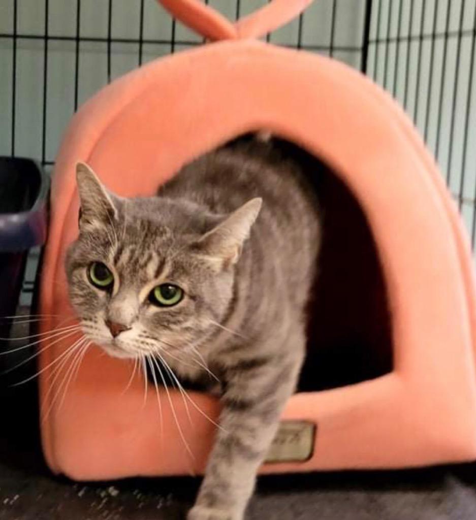 Enlarge MARIBBA, a Adoptable mixed breed in Muskegon, MI image 1/6