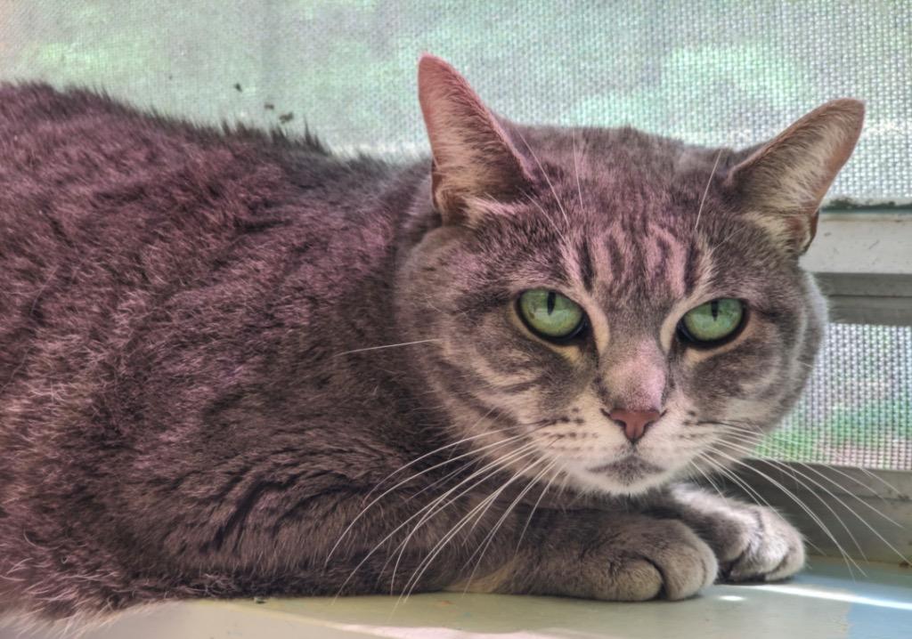 Enlarge MARIBBA, a Adoptable mixed breed in Muskegon, MI image 3/6