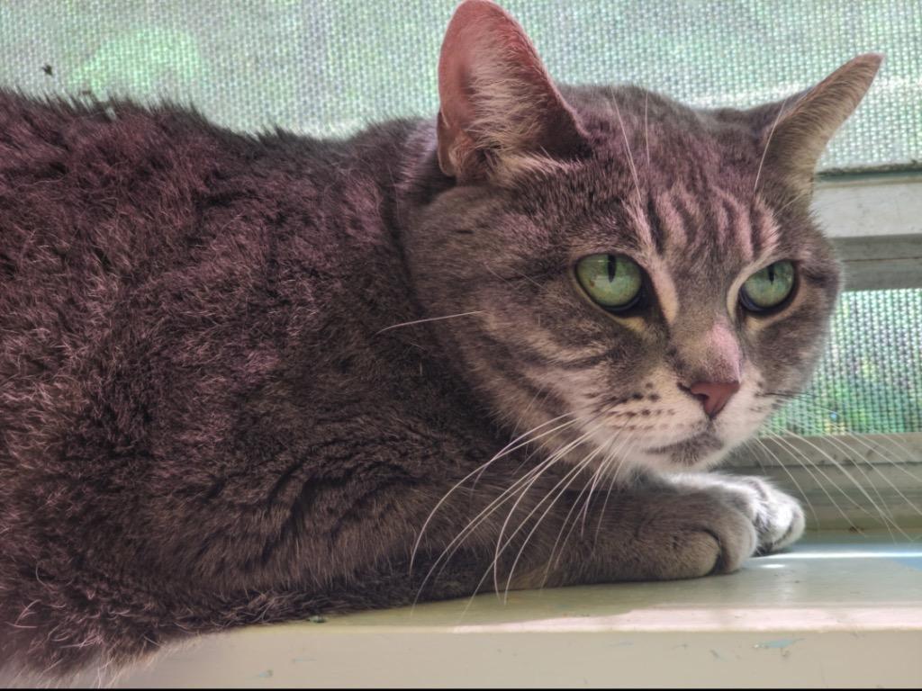Enlarge MARIBBA, a Adoptable mixed breed in Muskegon, MI image 5/6