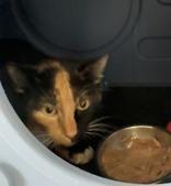 Charm, adopted, Adult Female Domestic Short Hair.