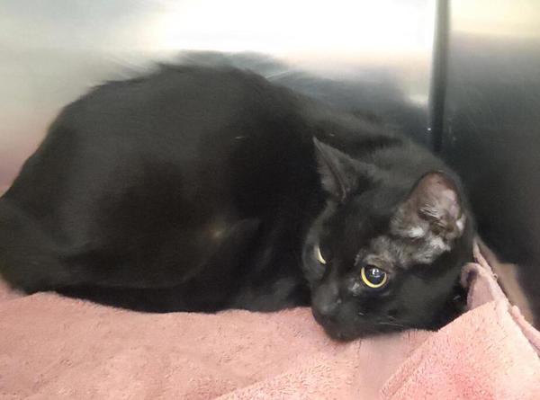 Brad, Adoptable, Adult Male Domestic Short Hair.