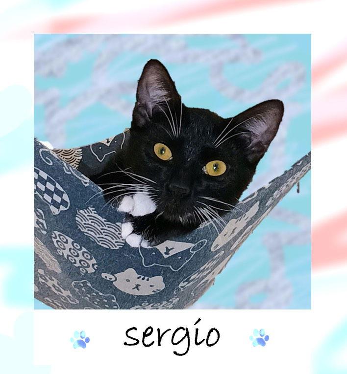Sergio, a Adoptable mixed breed in Pensacola, FL image 1/2