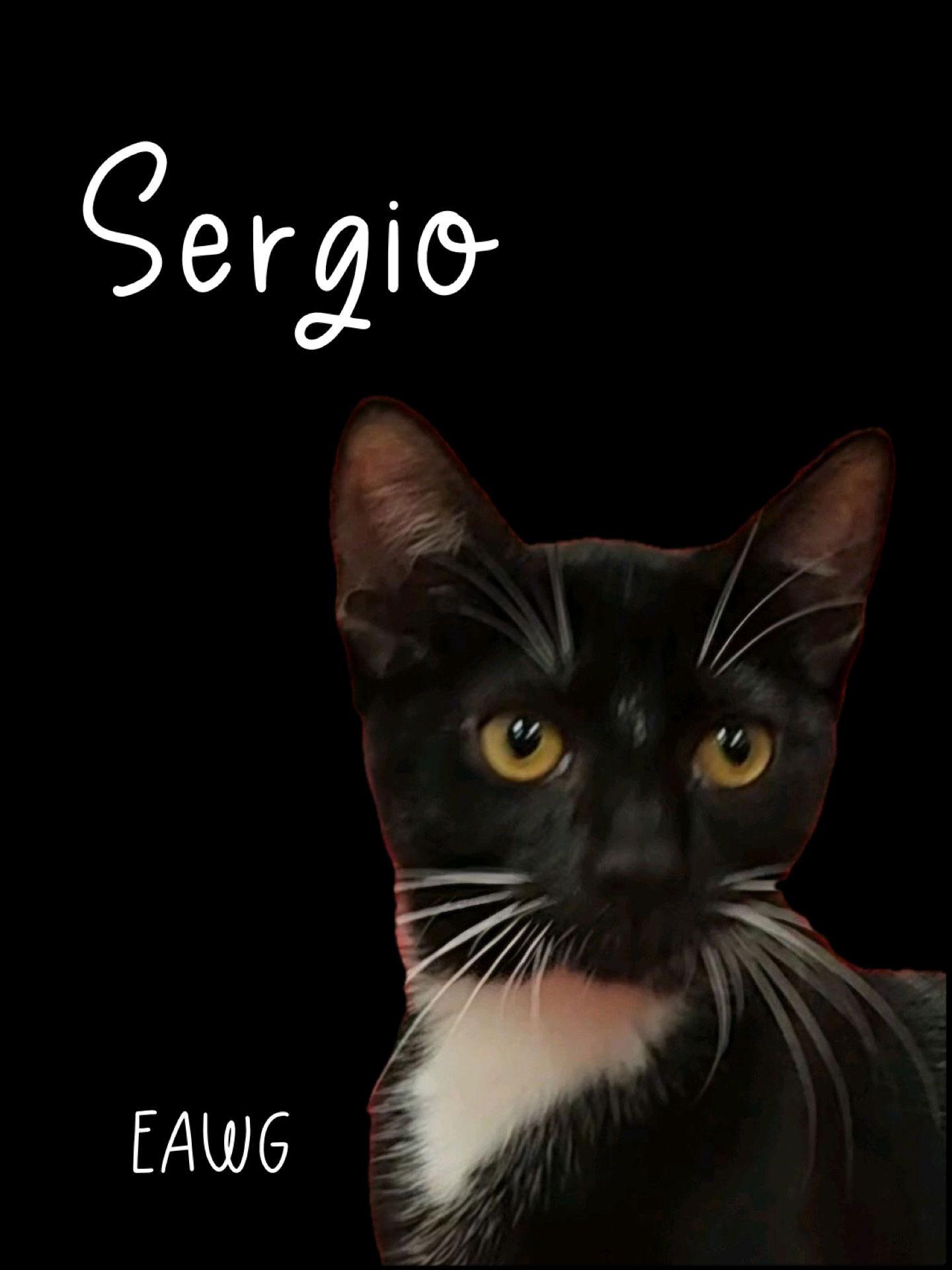Sergio, a Adoptable mixed breed in Pensacola, FL image 2/2