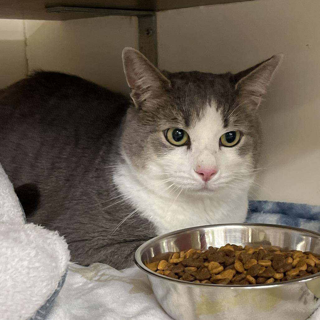 Enlarge Pepe, a Adoptable Domestic Short Hair in Atlanta, GA image 1/1