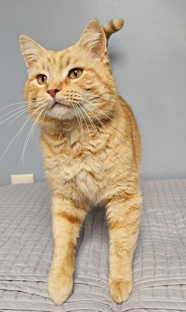 Nacho, Adoptable, Adult Male Tabby.