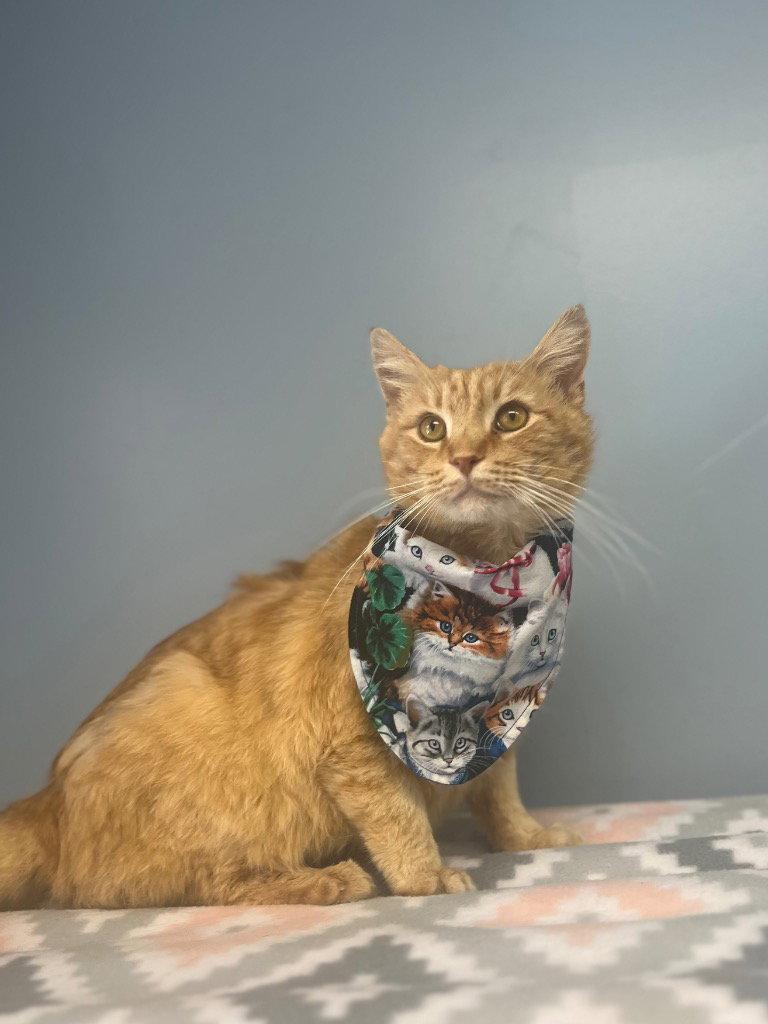 Nacho, Adoptable, Adult Male Tabby.