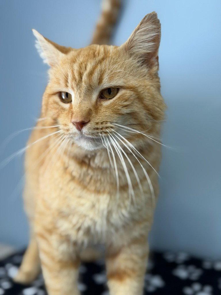 Enlarge Nacho, a Adoptable Tabby in Lovingston, VA image 2/3