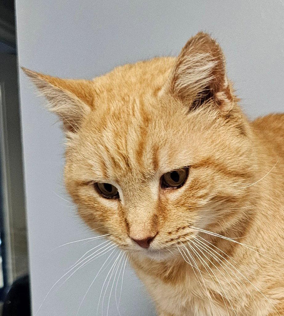 Enlarge Nacho, a Adoptable Tabby in Lovingston, VA image 3/3