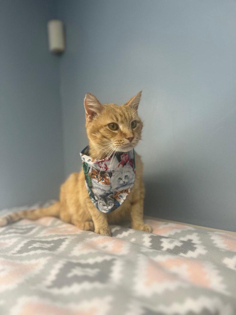 Enlarge Nacho, a Adoptable Tabby in Lovingston, VA image 3/3