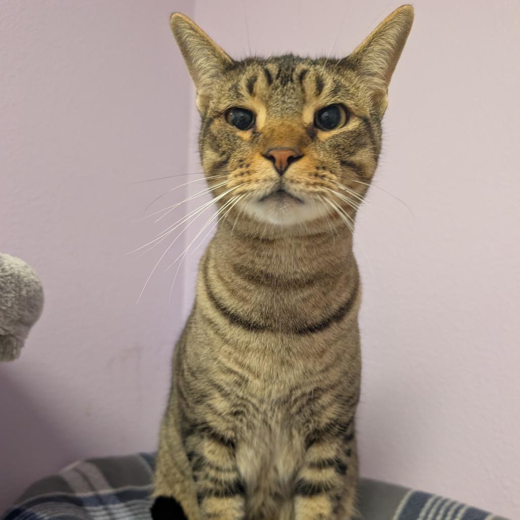 Luca, Adoptable, Adult Male Domestic Short Hair.