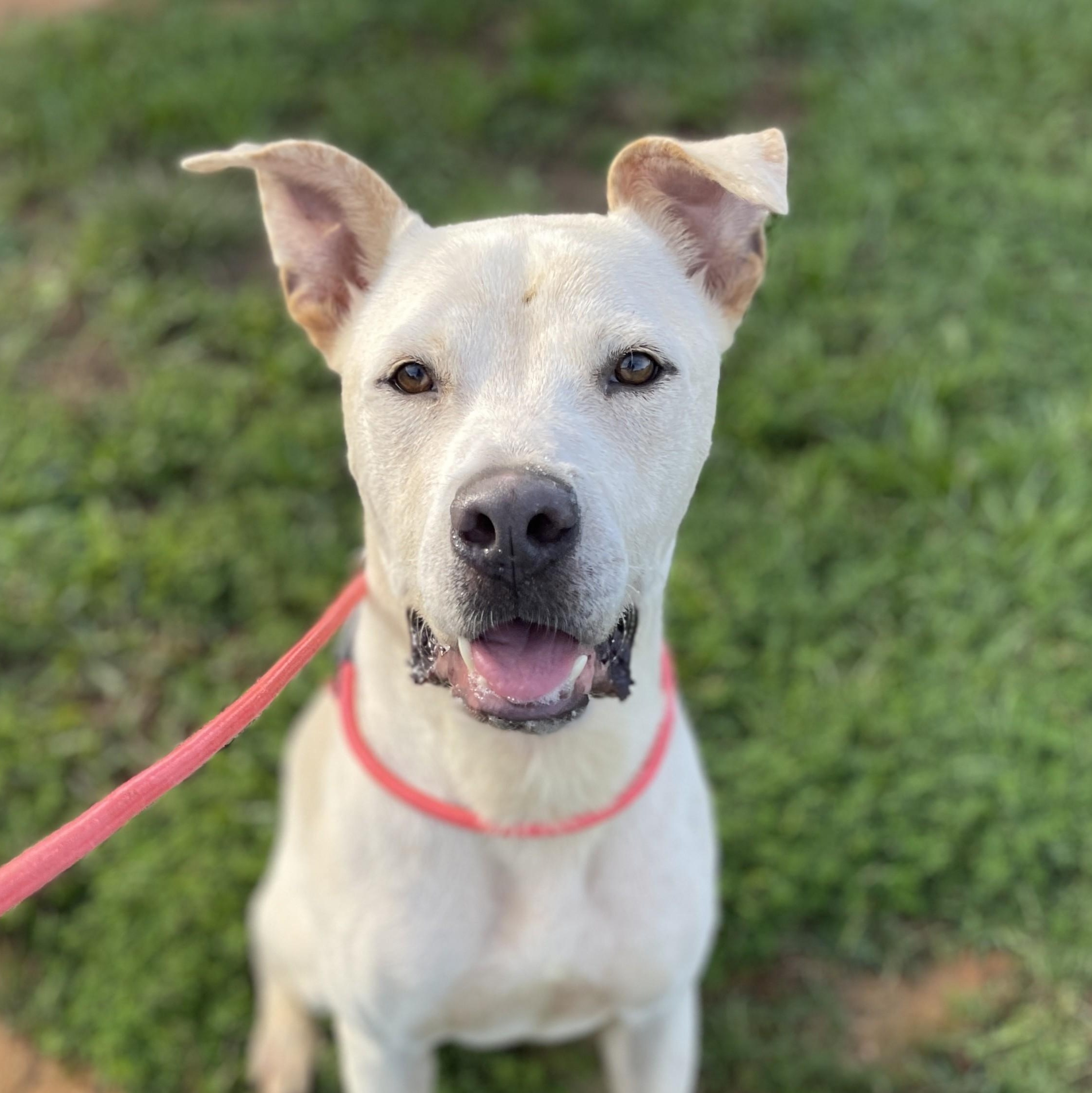 Wagner — thumbnail 3