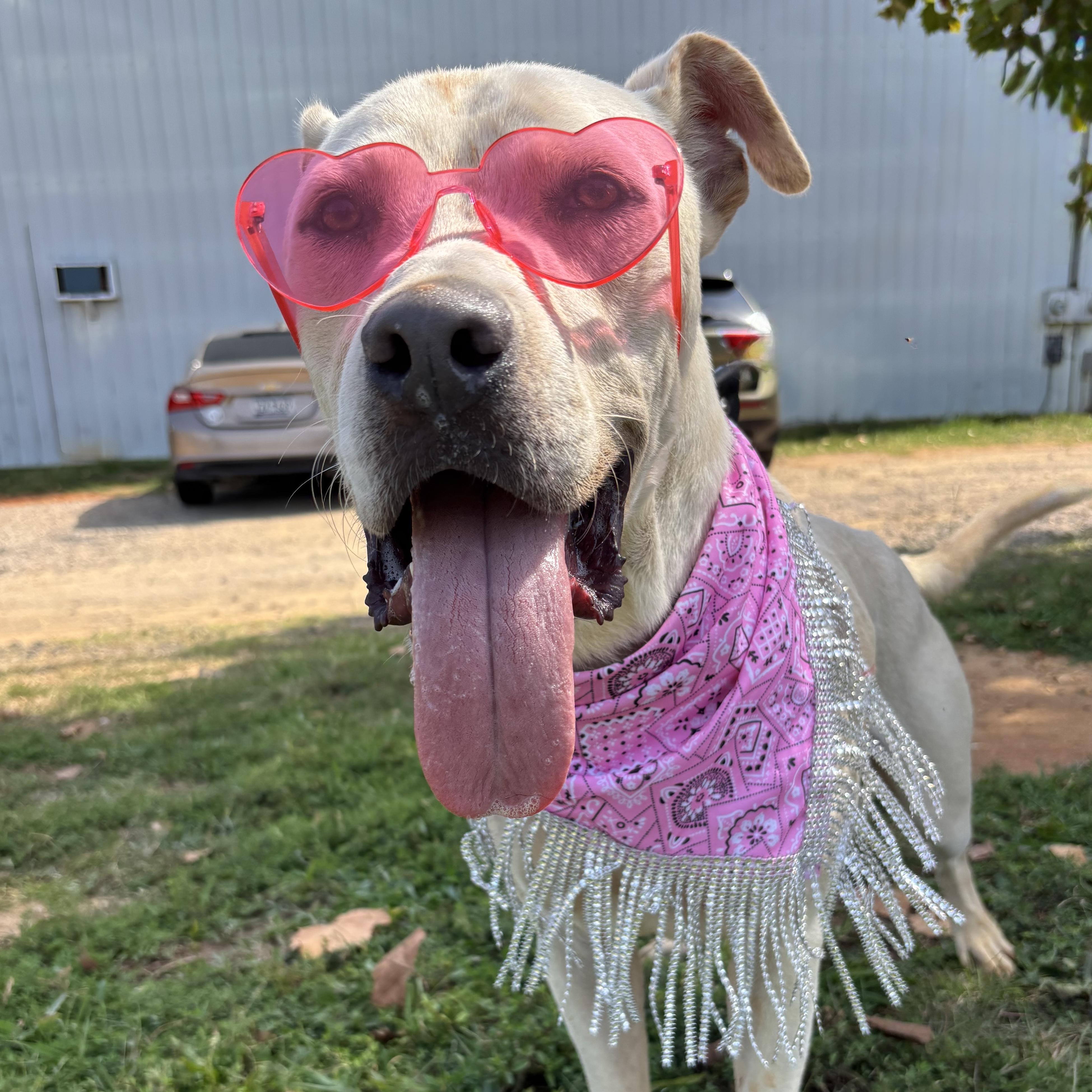 Wagner — thumbnail 4