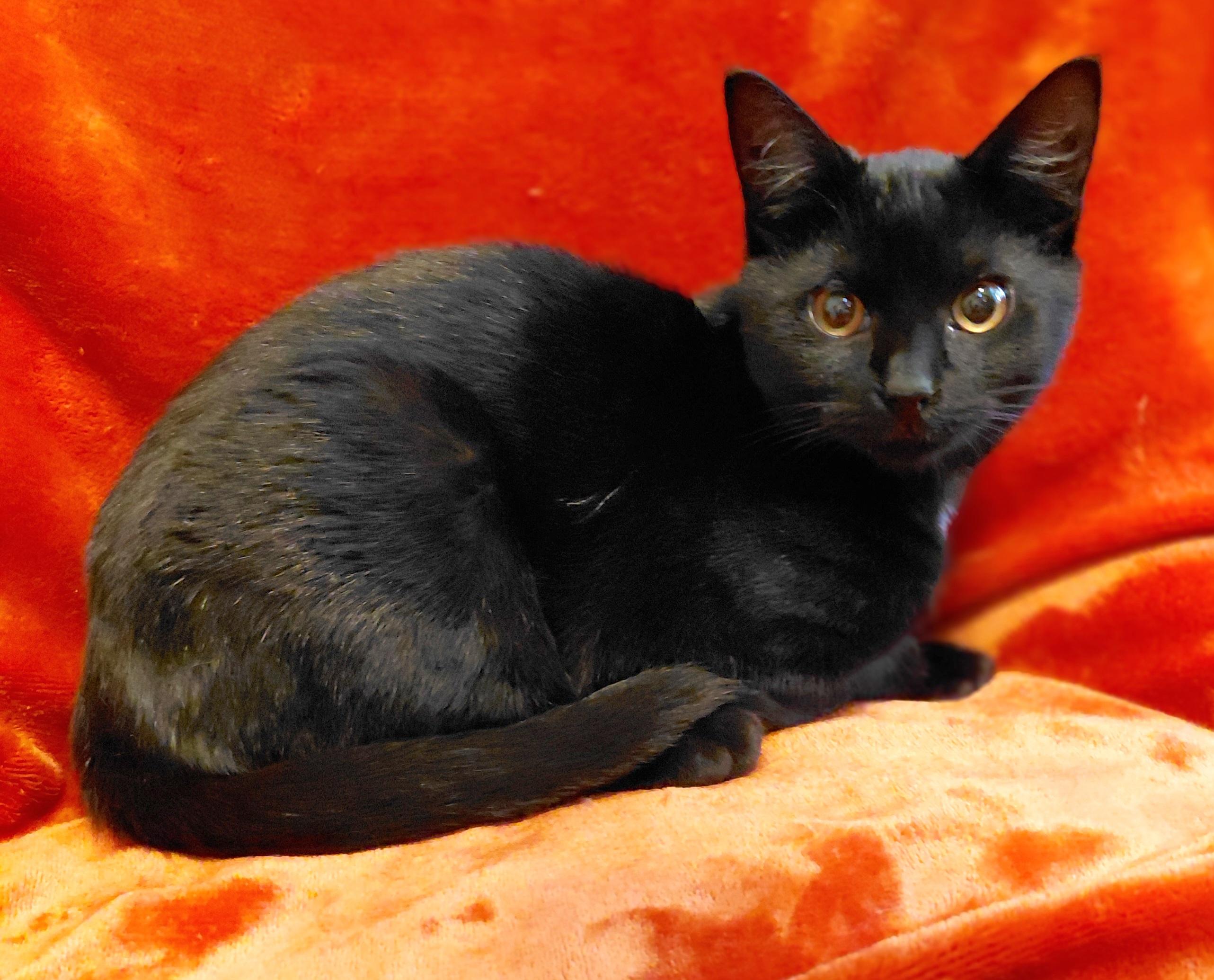 Enlarge Zelina , a ADOPTABLE Domestic Short Hair in Melbourne, FL image 2/3