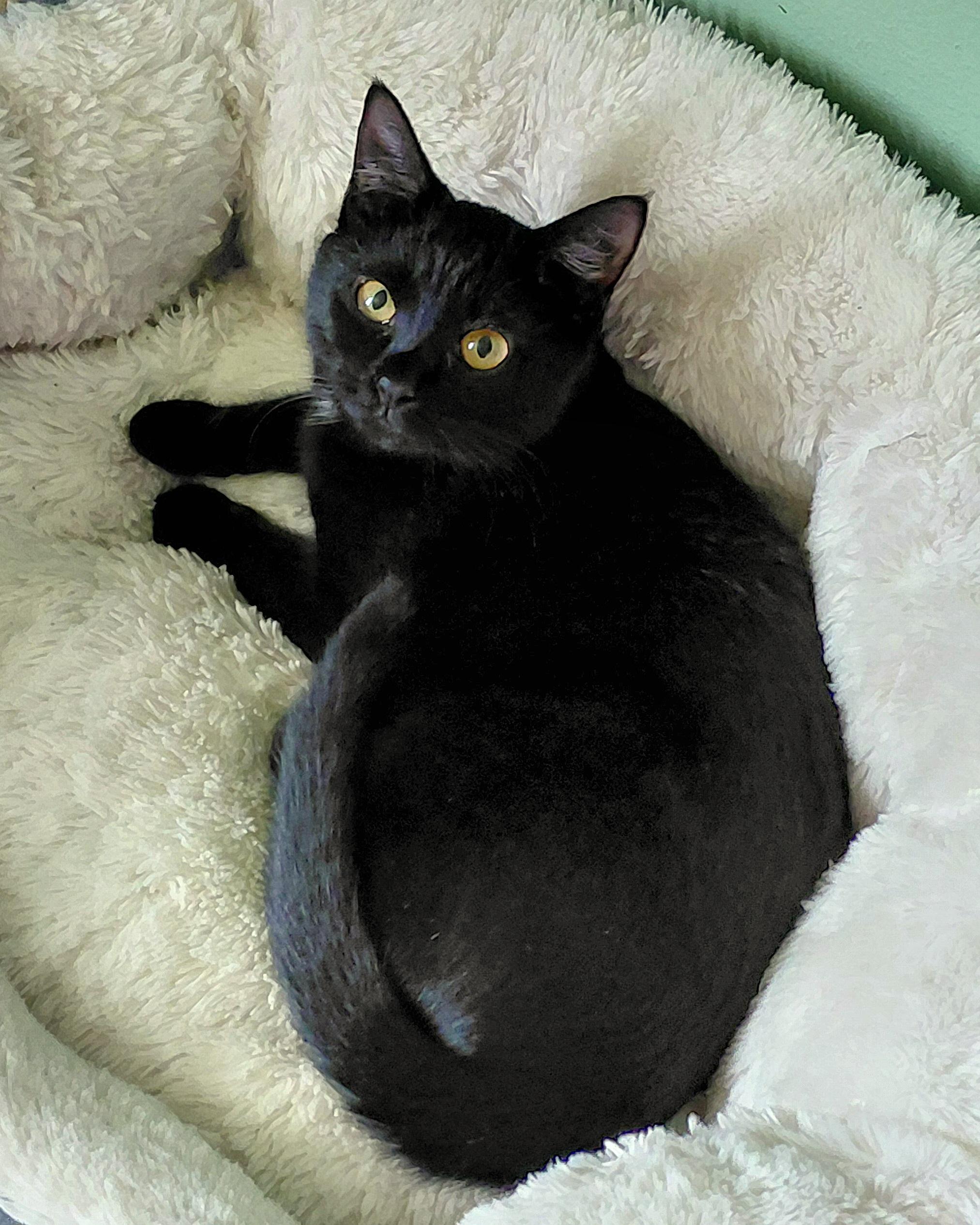 Enlarge Zelina , a ADOPTABLE Domestic Short Hair in Melbourne, FL image 5/5
