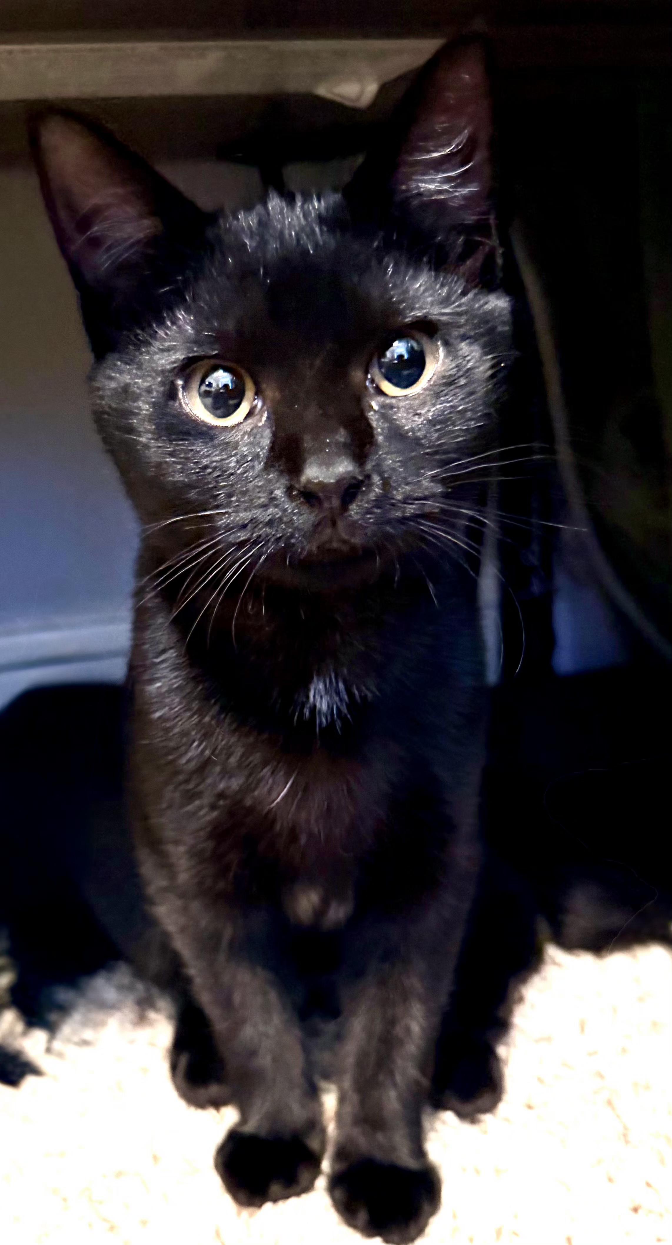 Enlarge Zelina , a ADOPTABLE Domestic Short Hair in Melbourne, FL image 3/3