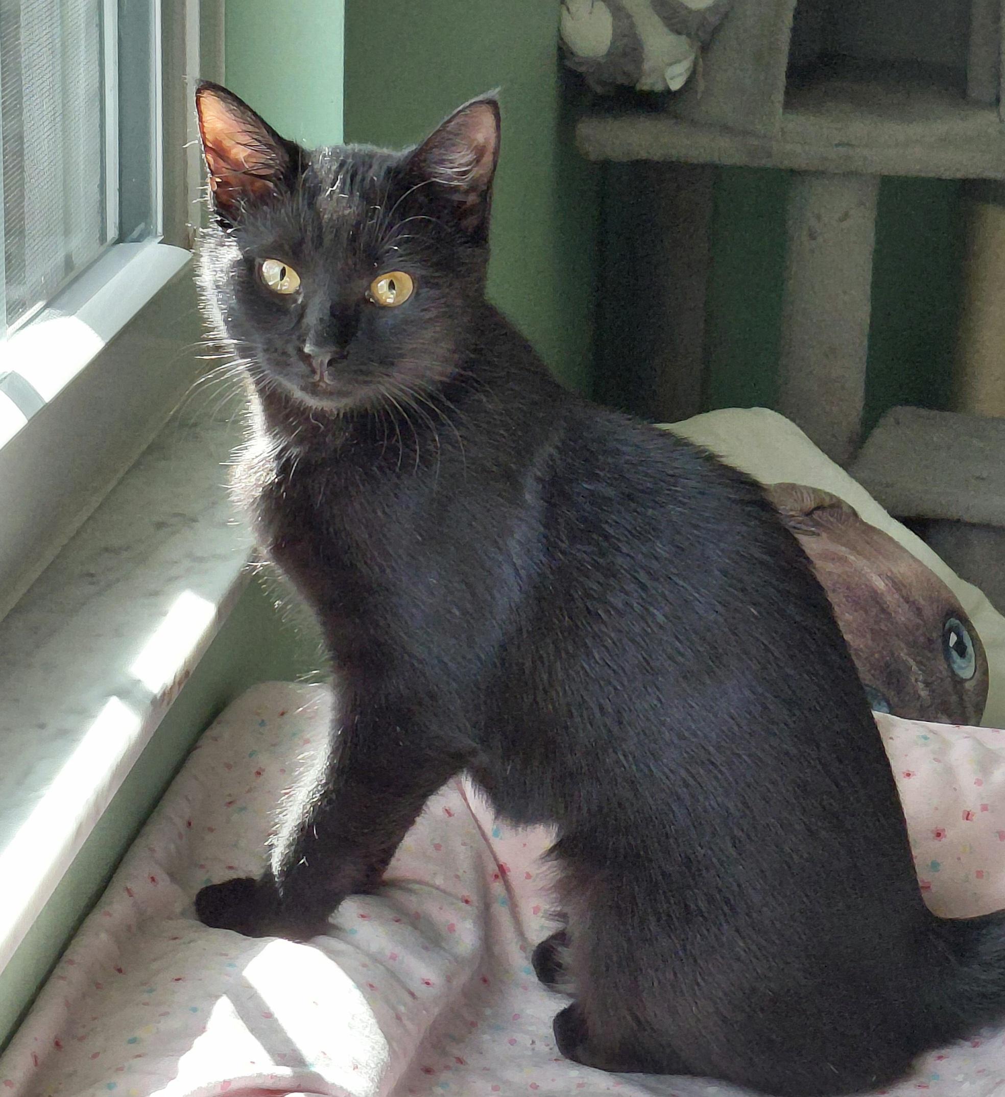 Enlarge Zelina , a ADOPTABLE Domestic Short Hair in Melbourne, FL image 2/5