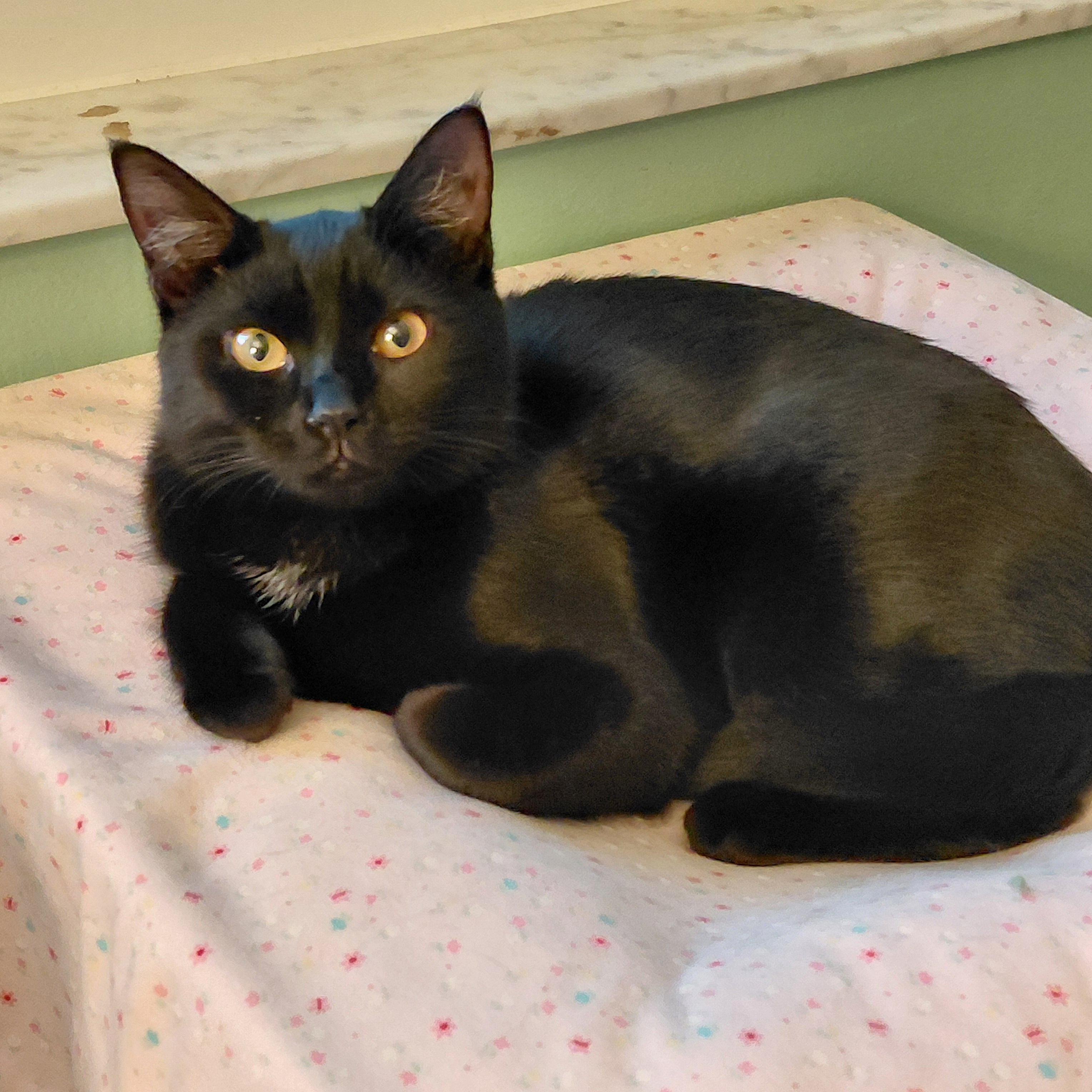 Enlarge Zelina , a ADOPTABLE Domestic Short Hair in Melbourne, FL image 1/5