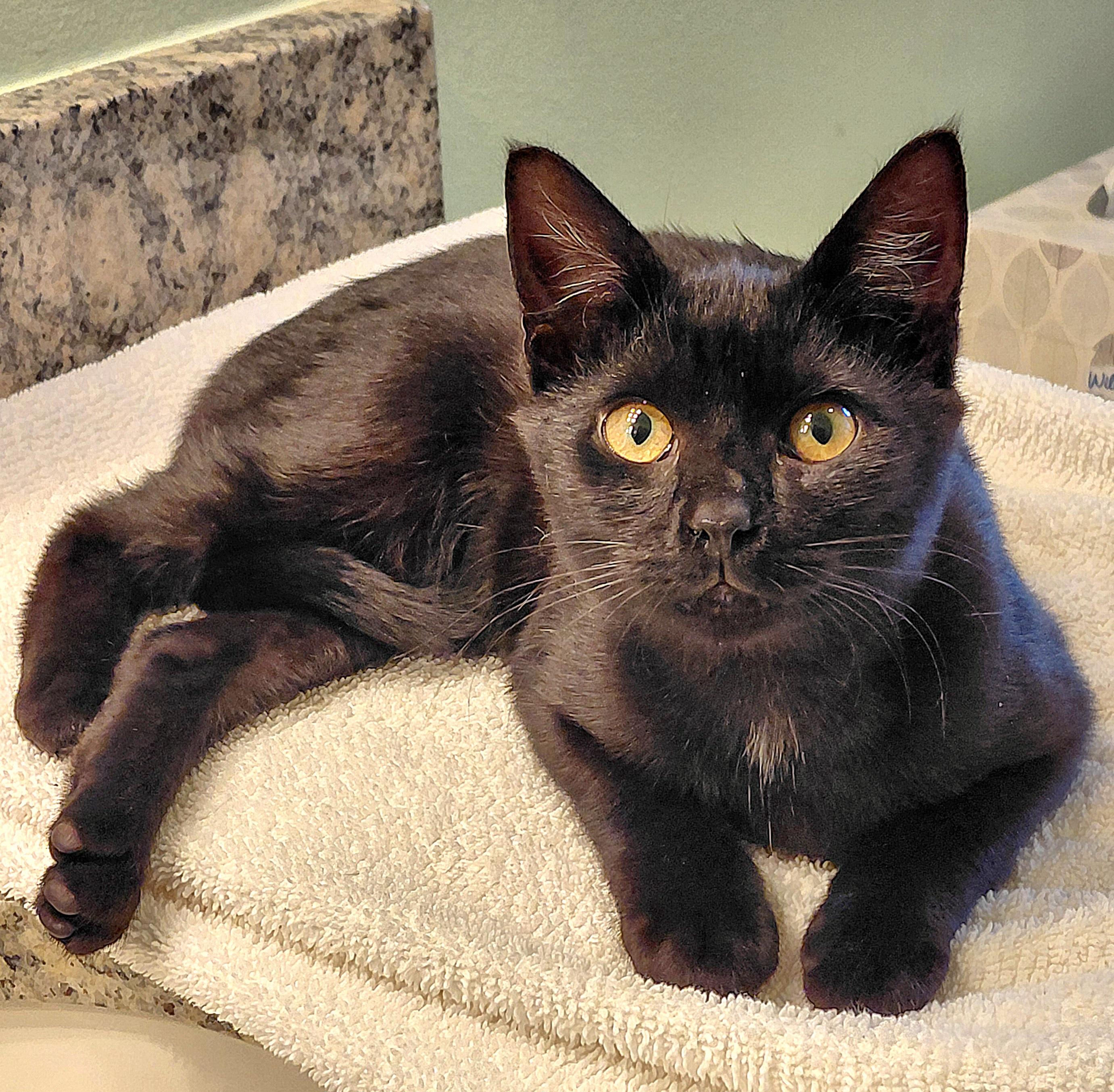 Zelina , ADOPTABLE, Kitten Female Domestic Short Hair.
